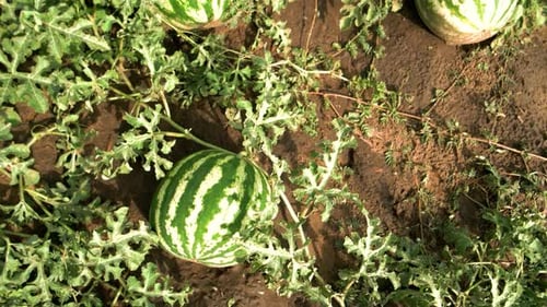 Ripe Watermelons on Melon Field Among Green Leaves