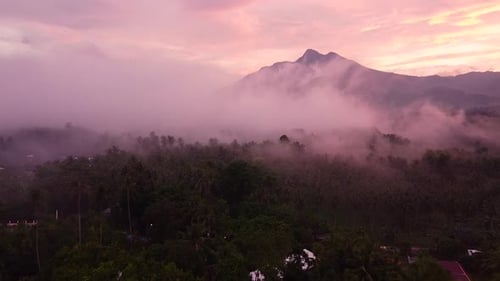 Over the Green Huge Forest Stretches an Exciting Thick Fog