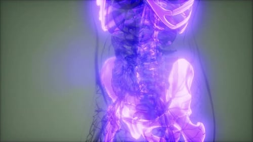 3D Glowing Human Skeleton and Organs Medical Visualization