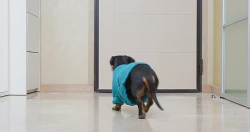 Dachshund in Sweater Walks Across Room