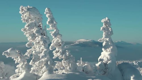 Les branches des sapins des neiges se déplacent lentement sous l'effet du vent au sommet des montagnes.