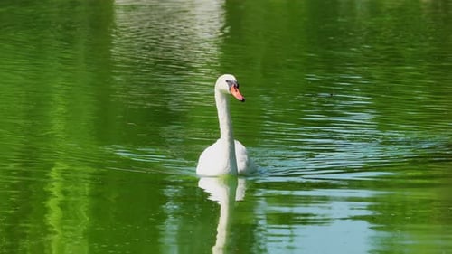 Elegant White Swan Swimming in Green Lake