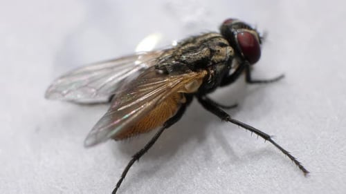 Fly Standing Still in Extreme Close Up