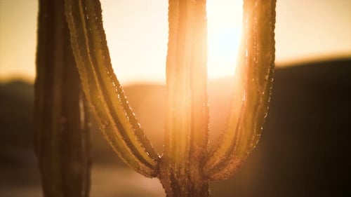 Saguaro Cactus on the Sonoran Desert in Arizona