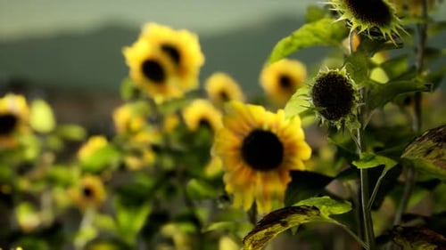 Sunflower Field on a Warm Summer Evening