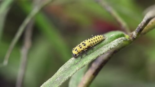 Yellow and Black Larva Eating a Leaf