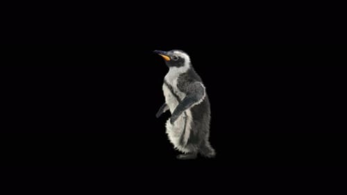 Penguin Dancing 4K