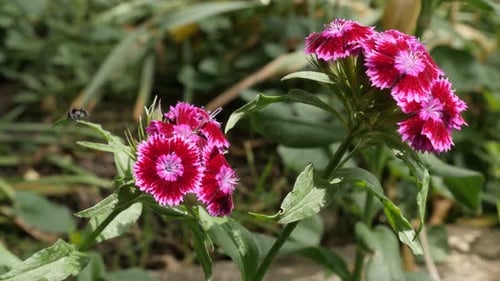 Vidéo 4K de la fleur de jardin Sweet William Dianthus barbatus