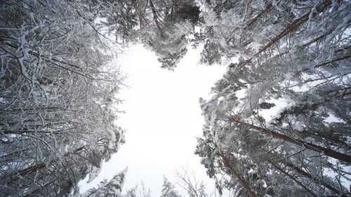 Magic Winter Forest