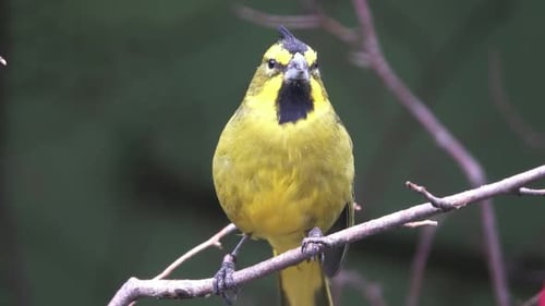 Striking Crested Yellow Bird on Branch Close Up