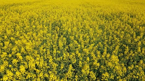 Aerial View Rich Harvest of Blooming Yellow Rapeseed with Blue Sky and Clouds