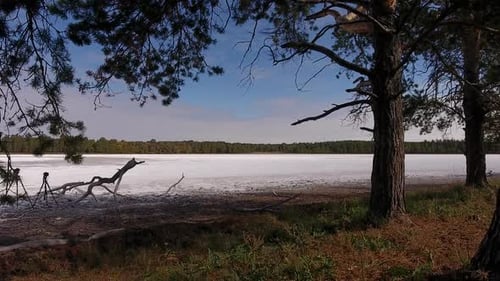 Dried Salt Lake Surrounded By Pine Forest.