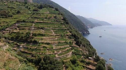 Vines on the hills in Monterosso al Mare town, Cinque Terre, Italy