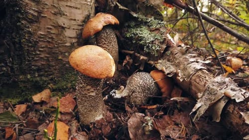Orange Capped Mushrooms Growing Near Birch Tree