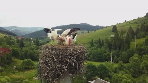 Cigognes blanches dans le nid dans les Carpates en Ukraine. Le symbole du printemps à venir, le symbole d'une nouvelle vie.
Mo