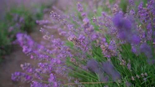 Violette Flecken im blühenden Lavendelfeld