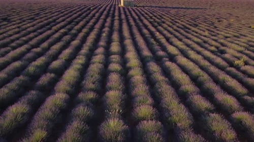 Plateau de Valensole lavender field and house at sunset in Haute Alpes Provence France aerial view
