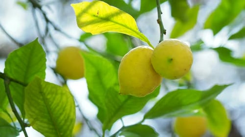 Lemon Tree with Fresh Ripe Fruits in Foliage. Turkey.