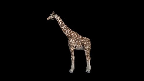 Giraffen-Essen