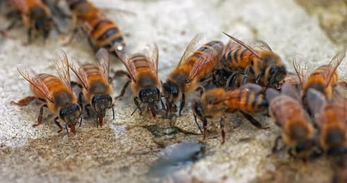 European Honey Bee, apis mellifera, Bees drinking Water on a Stone, Normandy, Real Time 4K