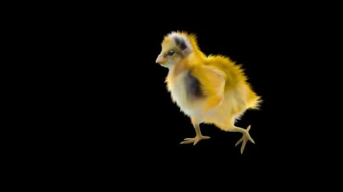 Animated Cute Yellow Baby Chick Walking Cycle