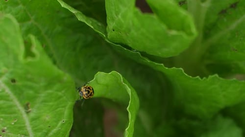 Insekt auf Blatt aus grünem Gemüse