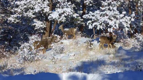 Deer Herd Grazing in a Snowy Winter Forest
