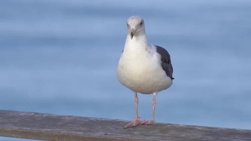 Eine weiße Möwe ruht in der Nähe des Pazifischen Ozeans