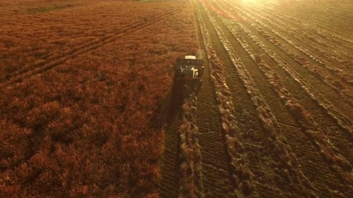 Aerial shot of combine in field at sunrise