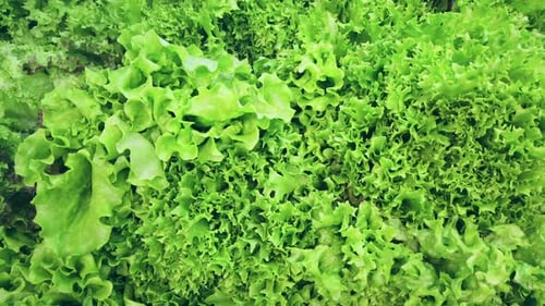 Different Varieties of Green Salad