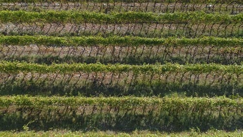 Aerial View of the Vineyards Fields