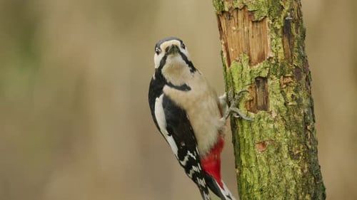 Colorful woodpecker climb and hammer on tree trunk in search of insects - static