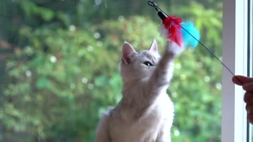Cute Scottish Kitten Playing Toy On Cat Tower