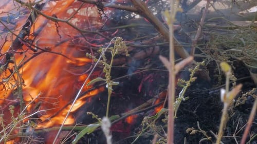 Natur brennt, Büsche, Äste, grünes Gras, trockenes Schilf brennt mit einer starken Flamme in einem Bruch