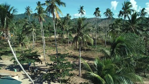 Aerial Drone Shot of Coconut Palm Trees on Beautiful Tropical Island in Sunny Summer