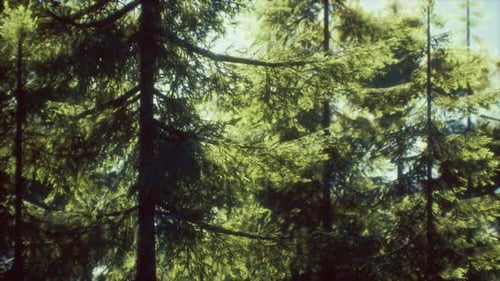 Green Cone Trees in Bright Sun Light