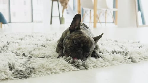 Brindle French Bulldog Lying on a Shag Rug