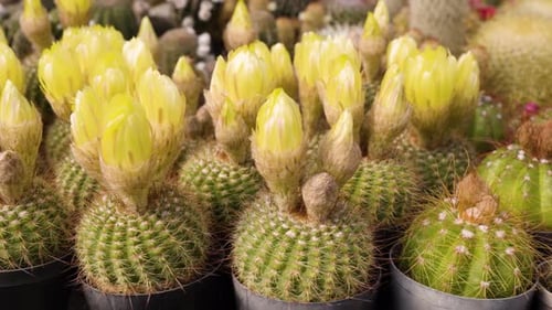 Cacti with Yellow Flowers in Close-Up View