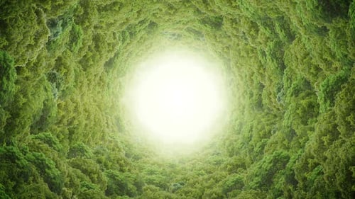 Forest Tunnel Background