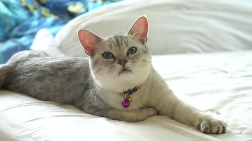 Gray Tabby Cat Resting on Bed in Home