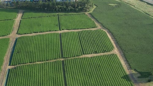 Drone shot of a wide green tea field with a sunset atmosphere.