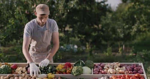 A Young Farmer Lays Out Fresh Vegetables on the Counter of the Farmer's Market