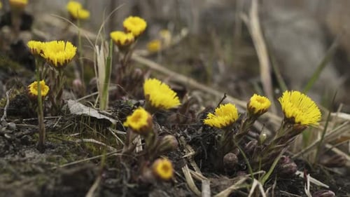 Les fleurs de Coltsfoot fleurissent