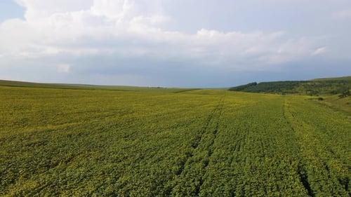 Vista aérea do grande campo agrícola agrícola com plantas crescentes de girassol
