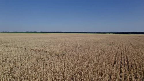Flying Over a Field of Wheat