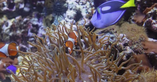 Topical Saltwater Fish Clownfish Anemonefish