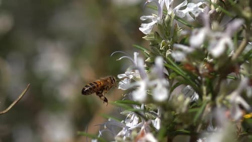 |European Honey Bee, apis mellifera, Bee in Flight, Foraging a Rosmary Flower, Pollinisation act