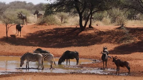 Zebras and Wildebeest Gather at Watering Hole