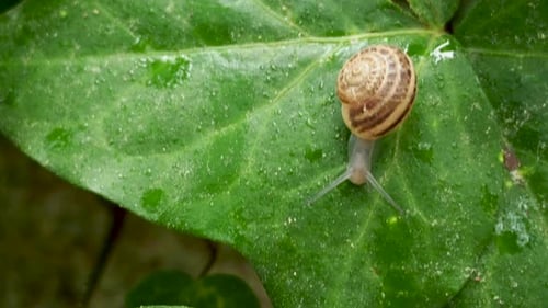 Langsam krabbelnde Schnecke auf einem nassen grünen Blatt. Natürlicher Hintergrund mit bewegendem Insekt.