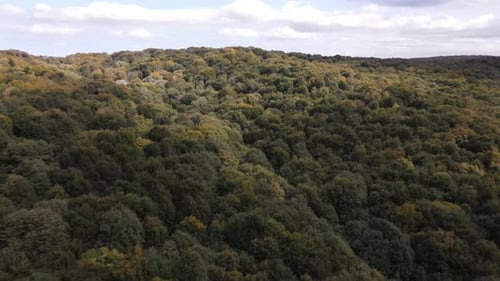 Aerial View Naturel Forest Nature